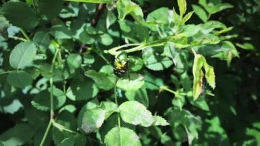 Böcek bronzovka yavaş çekimde uçar