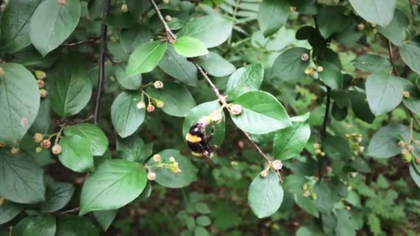 Abeja abejorro volando y flor en cámara lenta — Vídeo de stock