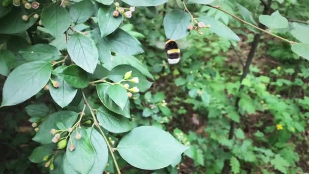 飛んでいる蜂マルハナバチとスローモーションの花 — ストック動画
