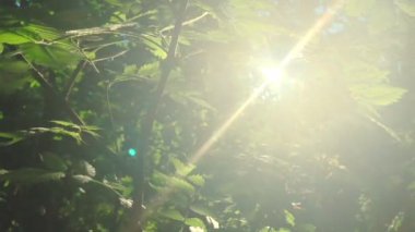 Güzel bir kayın ormanı taze yeşil, yavaş çekim canlı tonlarında aydınlatıcı büyüleyici güneş ışınları