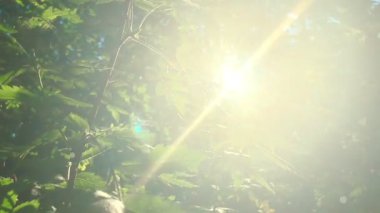 Güzel bir kayın ormanı taze yeşil, yavaş çekim canlı tonlarında aydınlatıcı büyüleyici güneş ışınları