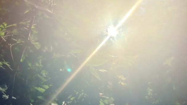 魅惑的な太陽光線美しい照明ブナ林の新緑、スローモーション撮影の鮮やかな色合い — ストック動画