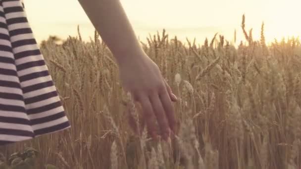 Девушка идет по полю солнечной золотой пшеницы крупным планом в замедленной съемке — стоковое видео