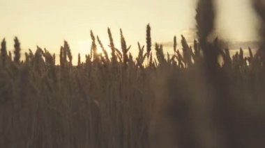 Altın buğday ağır çekim yapmak güneş ışınlarının