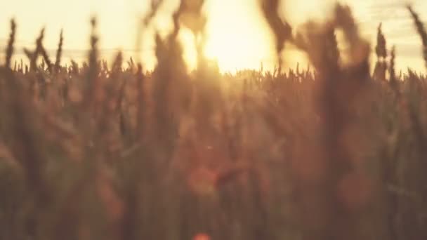 Girl walking through a field of sunny golden wheat close-up in slow motion — Stock Video