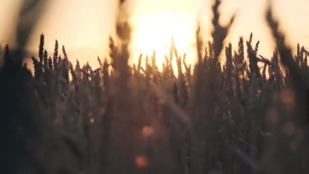 Auringon säteet kulkevat kultaisen vehnän läpi hidastettuna. — kuvapankkivideo