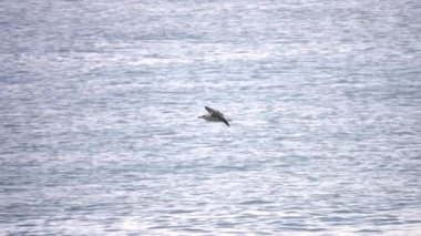 Ağır çekimde denize uçan martı