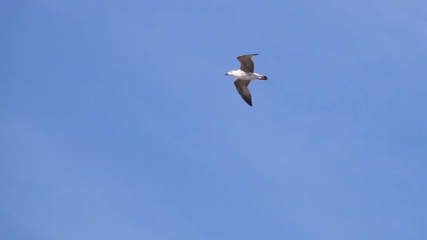 Zeemeeuw, vliegen over de zee in slow motion — Stockvideo