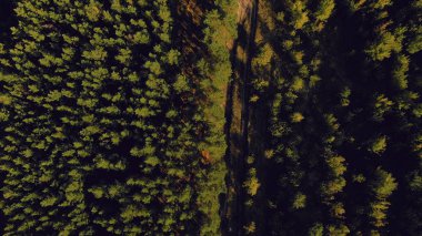 4K antenli güzel yeşil bir ormanın üzerinde uçmak kırsal bir alanda
