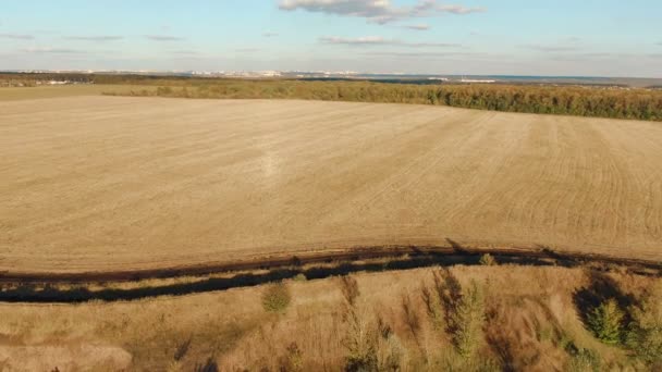 Anteni: Uçuş günbatımı buğday alanında üzerinde — Stok video