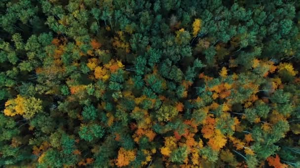 La cámara de visión aérea 4k se mueve desde el colorido bosque dorado verde de densas copas mixtas de pinos y abedules — Vídeos de Stock