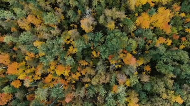 4k-Luftbildkamera steigt aus dem bunten grünen goldenen Wald mit dichten Mischwäldern aus Kiefern und Birken auf — Stockvideo