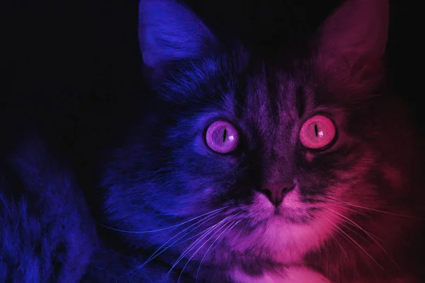 Beautiful Gray Cat Looking Camera Purple Neon Lights Fluorescent Ultraviolet — Stock Photo, Image