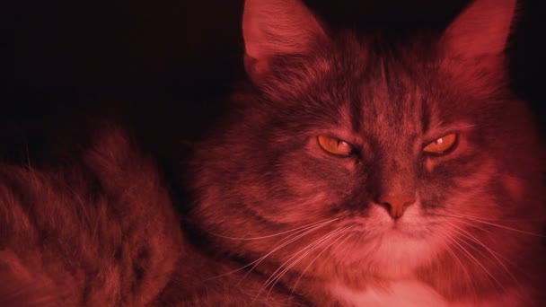 Krásná šedá kočka při pohledu na fotoaparát ve fialové neonová světla, zářivka ultrafialové světlo, moderní barevné osvětlení, modré růžové fialové spektrum — Stock video