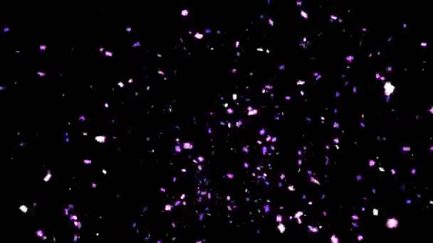 Purple Confetti Party Popper explosiones en un fondo negro — Vídeos de Stock