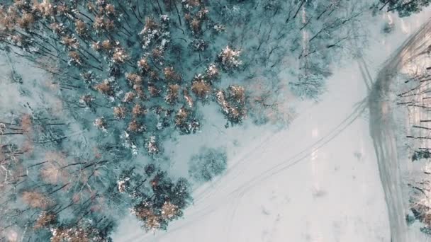 Antenowe 4k Zobacz Top dół latać nad strzał z zimowych świerk i las sosnowy. Drzewa pokryte śniegiem, powstanie ustawienie słońce dotyka wierzchołki drzew na piękny słoneczny dzień. — Wideo stockowe