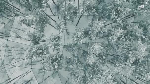 Antenowe 4k Zobacz od góry do dołu estakady strzał świerk i sosna lasu w zimie. Drzewa pokryte są śniegiem i łączące siatki, koncepcja połączenia pomiędzy drzew i lasów — Wideo stockowe