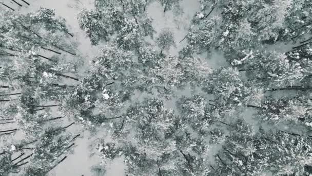 Vue Aérienne 4k Du Haut Au Bas Survolez La Forêt D'épinette D'hiver Et De Pin. Arbres recouverts de neige, lever et coucher de soleil touche le haut des arbres par une belle journée ensoleillée . — Video