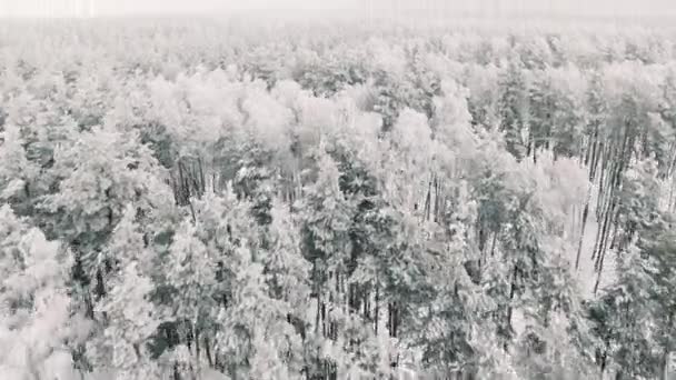 Vista aerea 4k Volare su una foresta innevata in inverno in nevicata, tempo gelido incredibile — Video Stock
