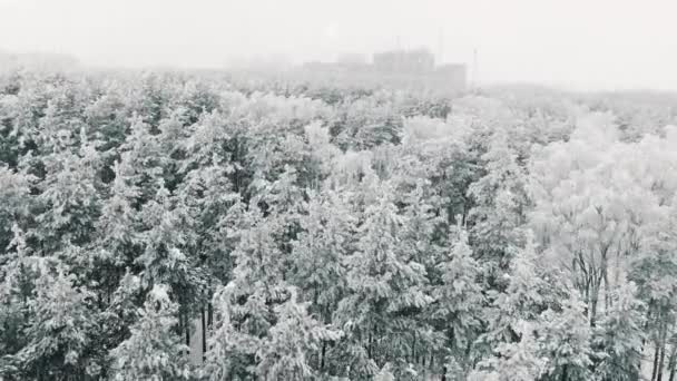 Letecké 4k zobrazit létající přes zasněžený les v zimě v sněžení, úžasné mrazivé počasí — Stock video