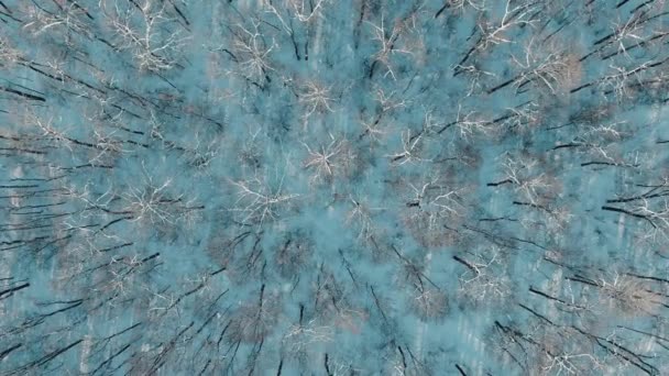 Letecká 4k zobrazit shora dolů letět nad záběr ze zimní smrk a borovice lesní. Stromy pokryté sněhem, rostoucí vrcholky stromů doteky slunce nastavení na krásný slunečný den. — Stock video
