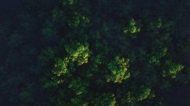 yeşil çam ağaçları ve ağaç yoğun karışık ağaç başında ormandan yükselen 4 k Hd havadan görünümü kamera taşır