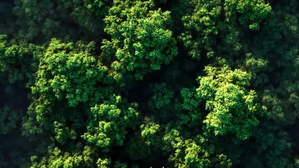 Impressionante animação 3D realista de um pôr do sol sobre uma floresta verde espessa no nevoeiro em um dia ensolarado. Vista aérea — Vídeo de Stock
