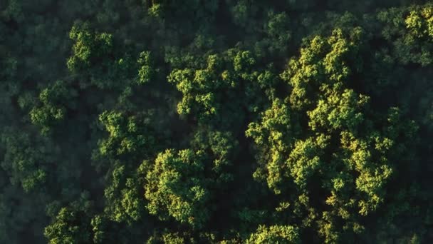 晴れた日に霧の厚い緑の森に沈む夕日の見事なリアルな アニメーション 航空写真ビュー — ストック動画