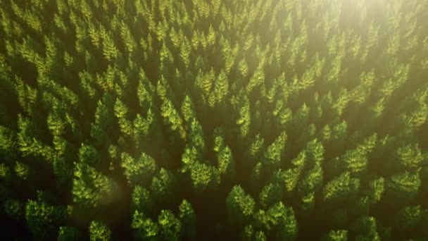 Захватывающая бесшовная 3D анимация. Вид с высоты птичьего полета на еловый лес солнечным летним вечером. Вид с воздуха — стоковое видео
