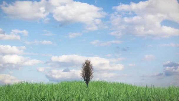 Time-lapse groeiende boom op een heuvel — Stockvideo