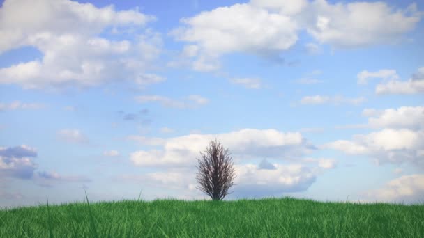 Time-lapse groeiende boom op een heuvel met gras tegen een blauwe hemel met wolken — Stockvideo