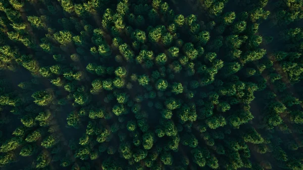 Vuelo sobre el bosque brumoso. Vista aérea del paisaje de bosques verdes. ilustración aérea 3d — Foto de Stock