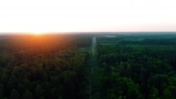 夕日の美しい松の森の上を飛ぶ空中4k。ゴールデンアワーの夕日の色壮大な栄光のインスピレーションハイキングと観光の概念 — ストック動画