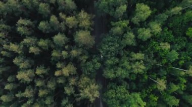 Akşamları alacakaranlıkta ormanda 4K 'lık havadan beyaz araba manzarası. Çam ağacı ormanlarında çakıl yolu üzerinde uçan insansız hava aracı görüntüsü.