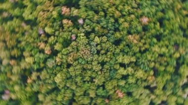 Seamess döngü hava 4k görünümü. Kenarlarında hareket bulanıklığı ile ormanın baş döndürücü dönüşü