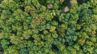 Orman arka planda yaz yeşil ağaçların Havadan 4k drone üst görünümü, Kafkaslar, Rusya. Kozalaklı ve yaprak döken ağaçlar, orman yolu. Çam ormanının tepelerinde güzel döndürmek görüntüleri.