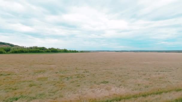 沿着田野和森林的弯曲河欣赏美丽的空中4k景观 — 图库视频影像