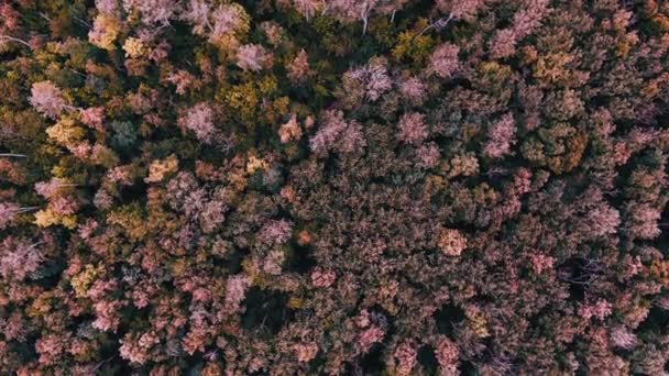 Tjernobyl. Konsekvenserna av en fruktansvärd kärnkraftskatastrof. Röd skog förorenad av strålning — Stockvideo