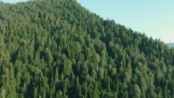 Luchtfoto 4k uitzicht vooruit naar Pine Woods bos en bergvallei met zon flare in zomerdag. Outdoor groene natuur scape bergen wild antenne in te dienen. Drone-vlucht tot oprichting van shot — Stockvideo