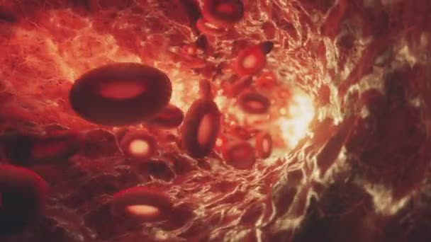 Czerwone krwinki poruszające się w krwiobiegu w tętnicy. 3D płynna animacja pętli komórek hemoglobiny podróżujących przez żyłę. — Wideo stockowe