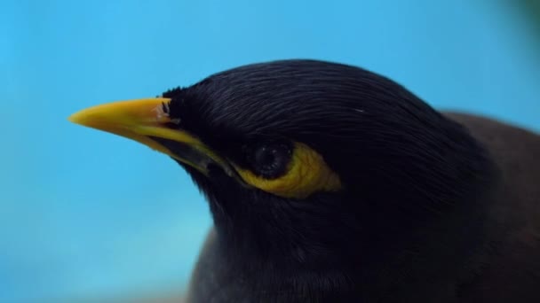 Acridotheres tristis Vogel aus nächster Nähe. Schöner Vogel mit gelbem Schnabel auf dem Hintergrund des Pools in Thailand — Stockvideo