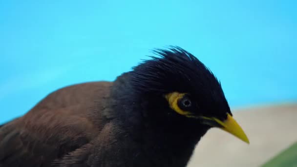 Акрідотери тристісні пташки зблизька. Чудовий птах з жовтим дзьобом на задньому плані басейну в Таїланді. — стокове відео