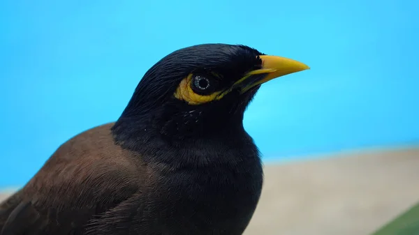 Acridotheres Tristis Bird Close Krásný Pták Žlutým Zobákem Pozadí Bazénu — Stock fotografie