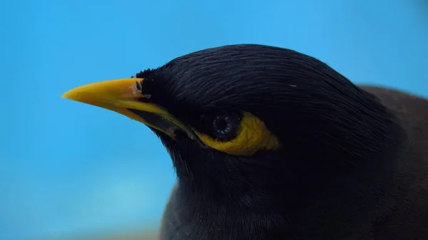 Acridotheres Tristis Bird Close Красивая Птица Желтым Клювом Фоне Бассейна — стоковое фото