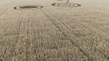 Buğday tarlasının ortasında gizemli mistik geometrik işaretler. UFO sahada ayak izleri bırakmış. Hava 4k görüntüsü