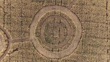 Buğday tarlasının ortasında gizemli mistik geometrik işaretler. UFO sahada ayak izleri bırakmış. Hava 4k görüntüsü