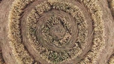 Buğday tarlasının ortasında gizemli mistik geometrik işaretler. UFO sahada ayak izleri bırakmış. Hava 4k görüntüsü