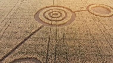 Buğday tarlasının ortasında gizemli mistik geometrik işaretler. UFO sahada ayak izleri bırakmış. Hava 4k görüntüsü