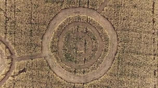 Misteriosos signos geométricos místicos en medio de un campo de trigo. OVNI dejó huellas en el campo. Imágenes aéreas de 4k — Vídeos de Stock