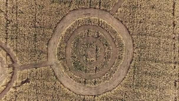 Mysterious mystical geometric signs in the middle of a wheat field. UFO left footprints in the field. Aerial 4k footage — Stock Video